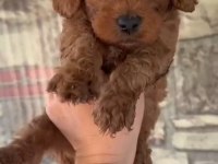 DUNYA TATLISI POODLE MINIKLERIMIZ