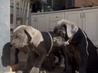 Safkan Cane Corso Dişi ve Erkek Black Blue Brindle