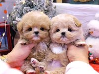 KORE MALTİPOO BEBEKLERİM
