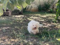 2 adet maltese terrier 1,5 yaşında