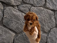 Maltipoo Yavrularım Orijinal Teacup