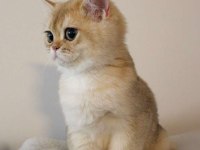 En güzel golden renk British Shorthair bebekler