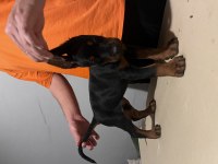 FCİ SECERELİ MUHTEŞEM KAN HATTI DOBERMAN