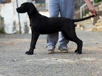 A şecereli 7 aylık dişi cane corso