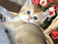British Shorthair Golden Yavrular