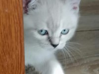Sahibinden british blue point yavrular