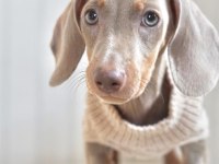 EXOTİC DACHSHUND YAVRULARI 