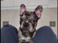 4,5 aylık french bulldog