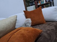Son scottish fold yavrumuz teslime hazır