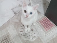 KAYIP VAN KEDİSİ (ÖDÜL VERİLECEKTİR)