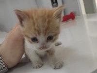 1 aylık minicik bebiş kediler tamamen ücretsiz