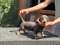 Orjinal Dachshund (sosis) Yavrunuz