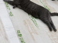 British shorthair kedisi çok oyuncu