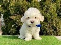 Kaliteli Maltese Terrier Yavrularımız Dişi Erkek