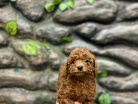 10 Ağustos doğumlu kore kan poodle yavrular