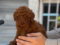 Kore poodle red brown