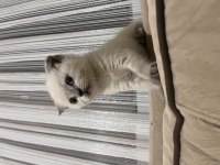 Scottish fold kedimiz