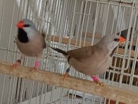 Parot baykuş çim ve star ispinozları