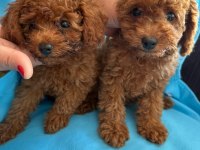 Toy poodle yavrularımız