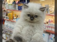 Yetişen alıyor british longhair