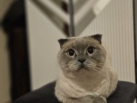 Kedimiz kaju