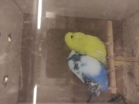 Şov jumbo Tepeli muhabbet kuşlar