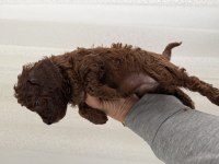 Toy poodle bebekler
