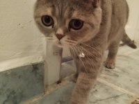 British shorthair 8 aylık