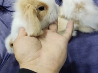 Cüce Tavşan Minilop Ve Teddy Lop Tavşan