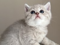 3 aylık erkek british shorthair