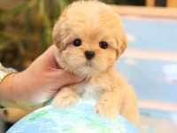 SAGLIK VE IRK GARANTILI MALTIPOO BEBEKLERIM