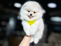 ORJİNAL IRK POMERANİAN BOO YAVRULARIMIZ