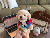 En güzel Maltipoo