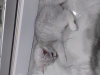 British shorthair 45 günlük yavrular ve şecereli anne