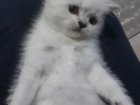 british shorthair 55 günlük