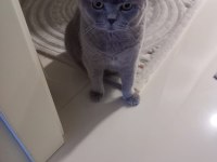 Scottish fold erkek 3 yaşında