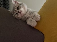 3 aylık dişi british longhair