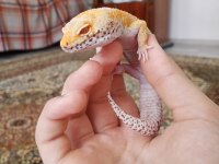 Tangerine Morphu Leopard Gecko