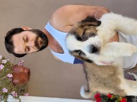 Safkan ırk garantili fci şecereli st bernard yavrular