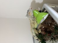 3 yaşında 130 cm sağlıklı evcil Yeşil İGUANA
