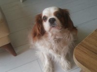Sosyal erkek kısır çipli delikanlı cavalier king charles