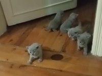 British shorthair dişi ve erkek yavru