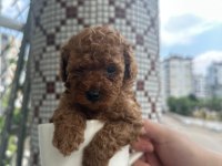 Toy Poodle Yavrularımız