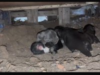 11 Ağustos French Bulldoglar Dişi Erkek