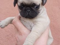 Muhteşem Pug Mops Bebek Köpekler