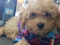 Maltipoo Yavrular