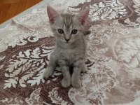 British shorthair yavrular ömürlük yuvalarına gitmeye hazır