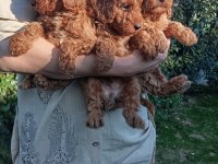 TOY POODLE BEBEK KÖPEKLER