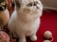 Safkan exotic shorthair bebekler yuvalarını arıyor