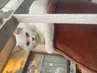 Kedimizin Tam Olarak Cinsini Bilmiyorum